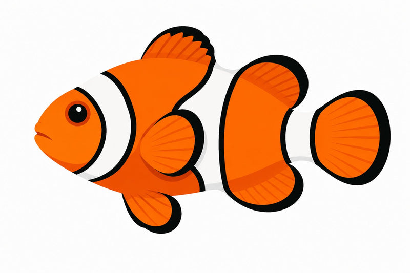 Clownfish