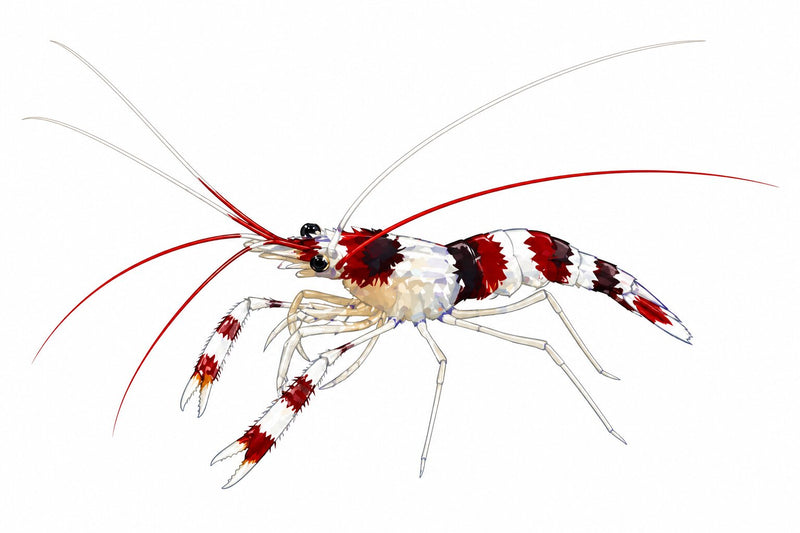 Shrimp