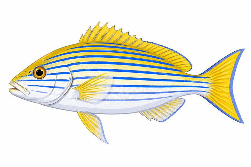 Miscellaneous Fish