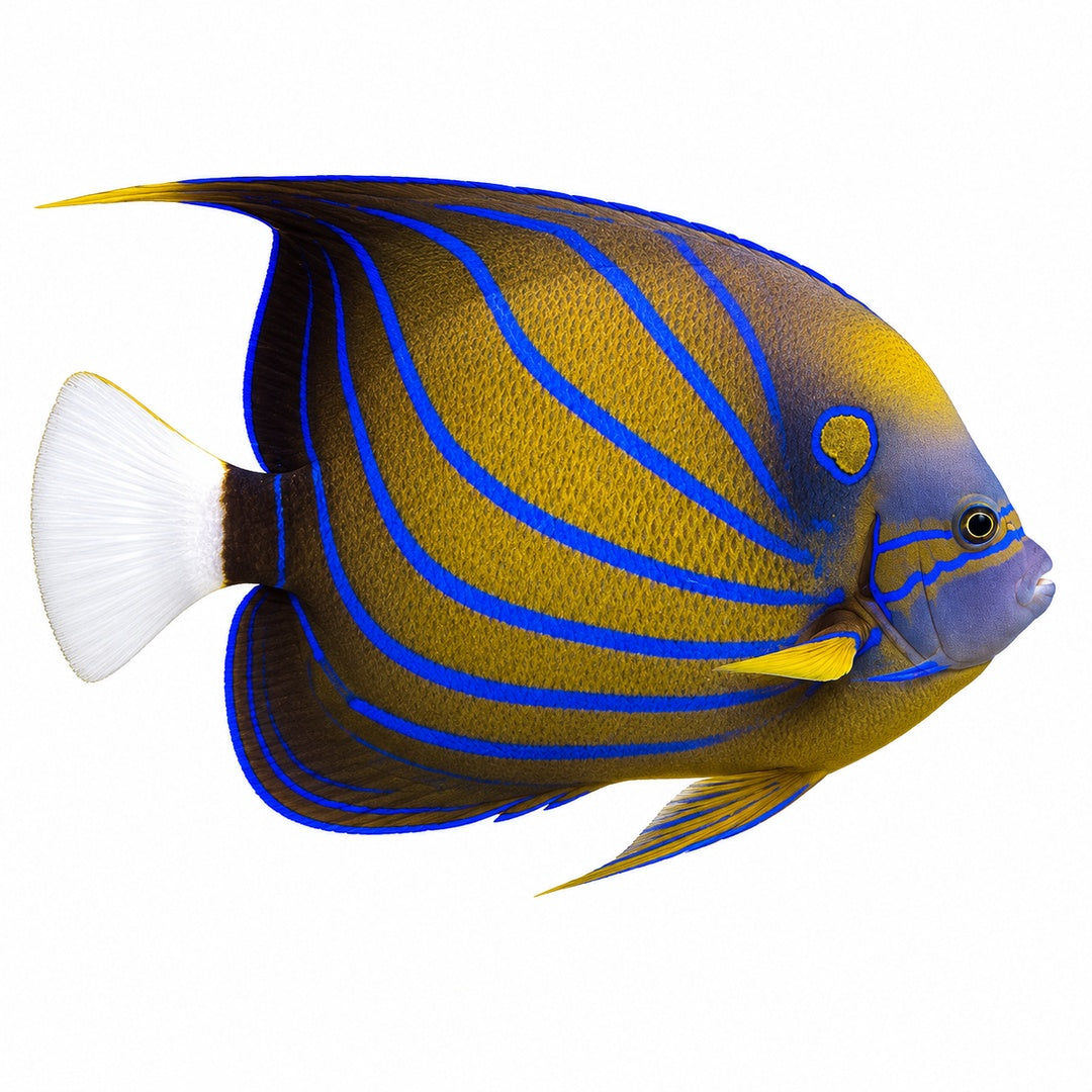 Annularis Angelfish