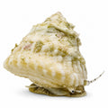 Astraea Snail