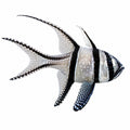 Banggai Cardinalfish