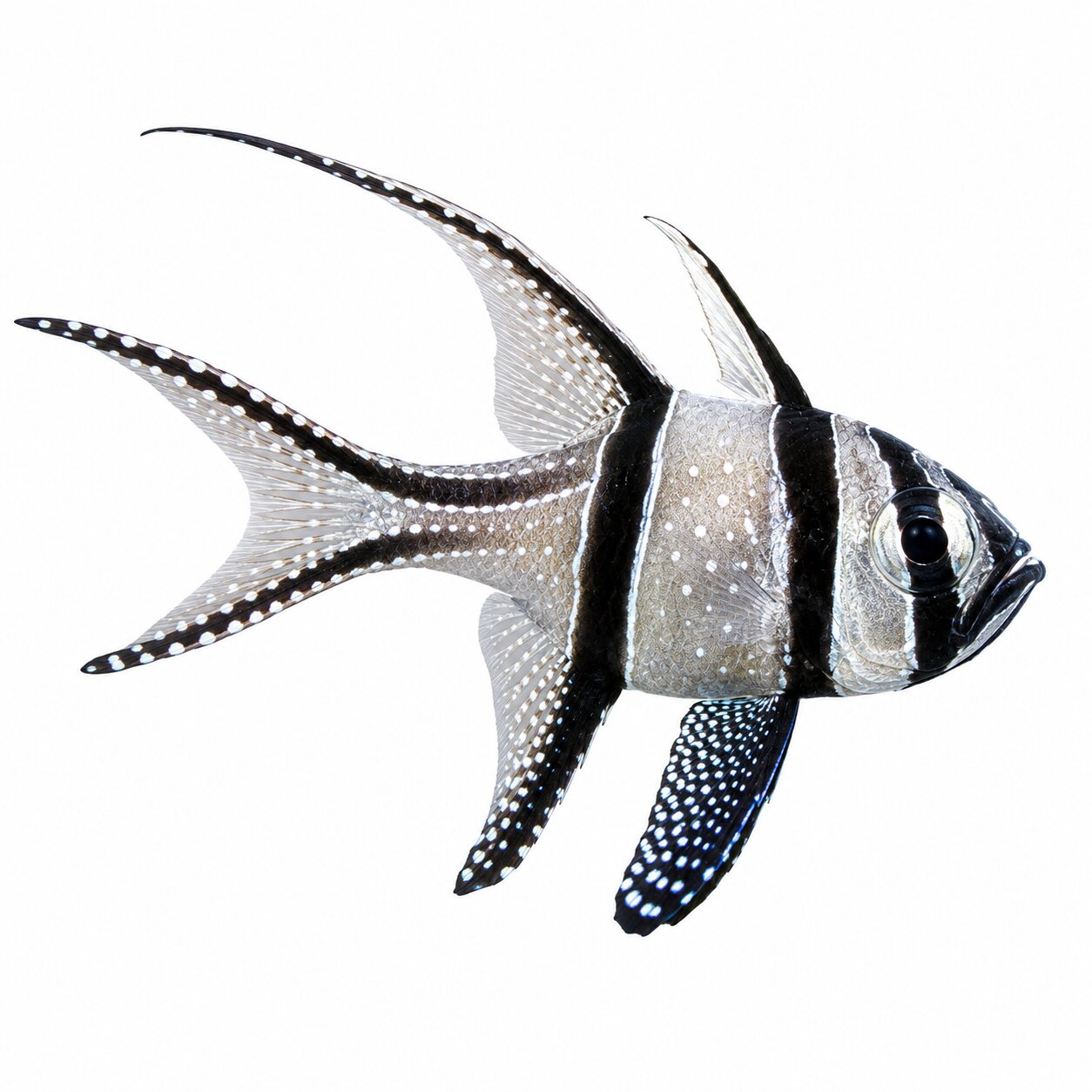 Banggai Cardinalfish