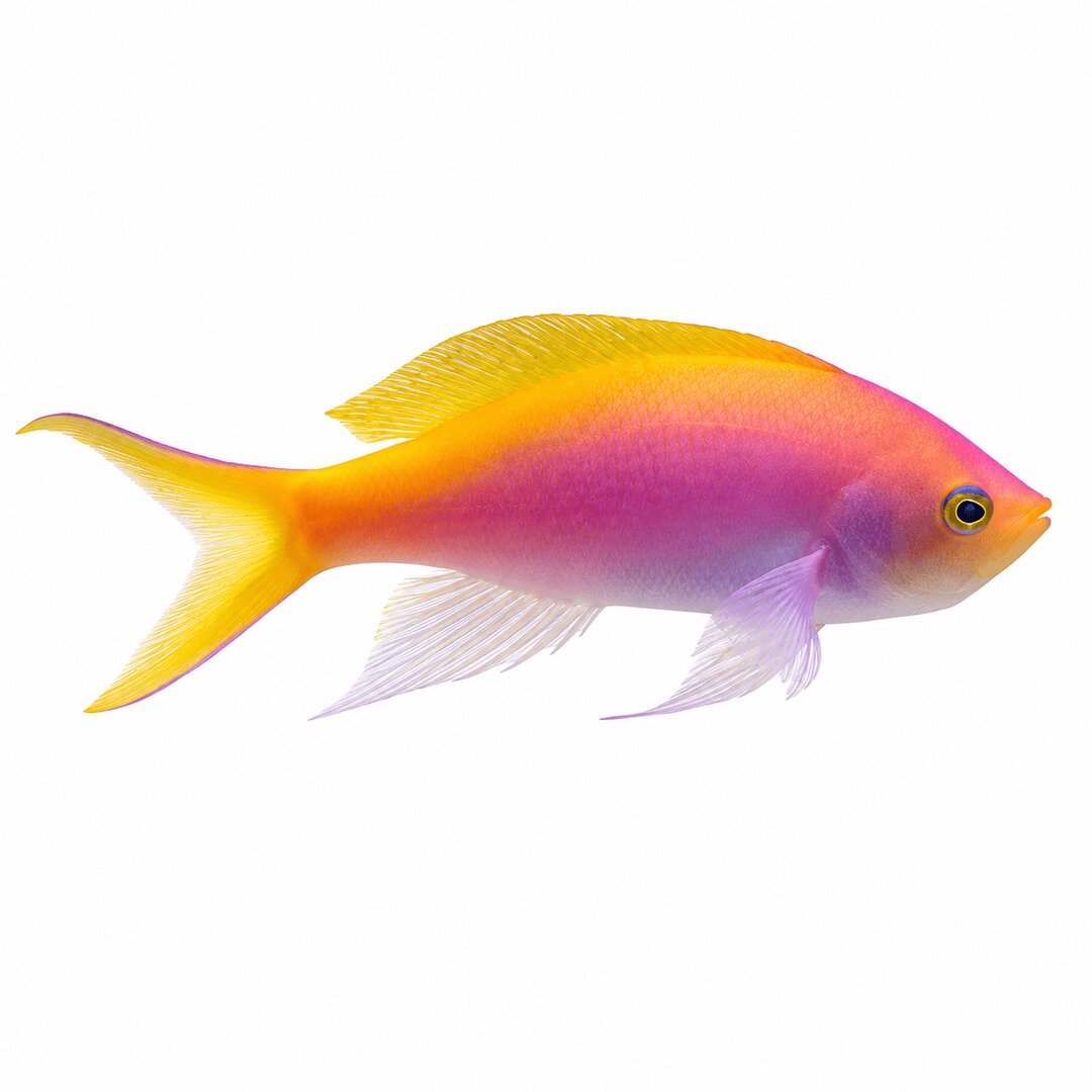 Barlett's Anthias
