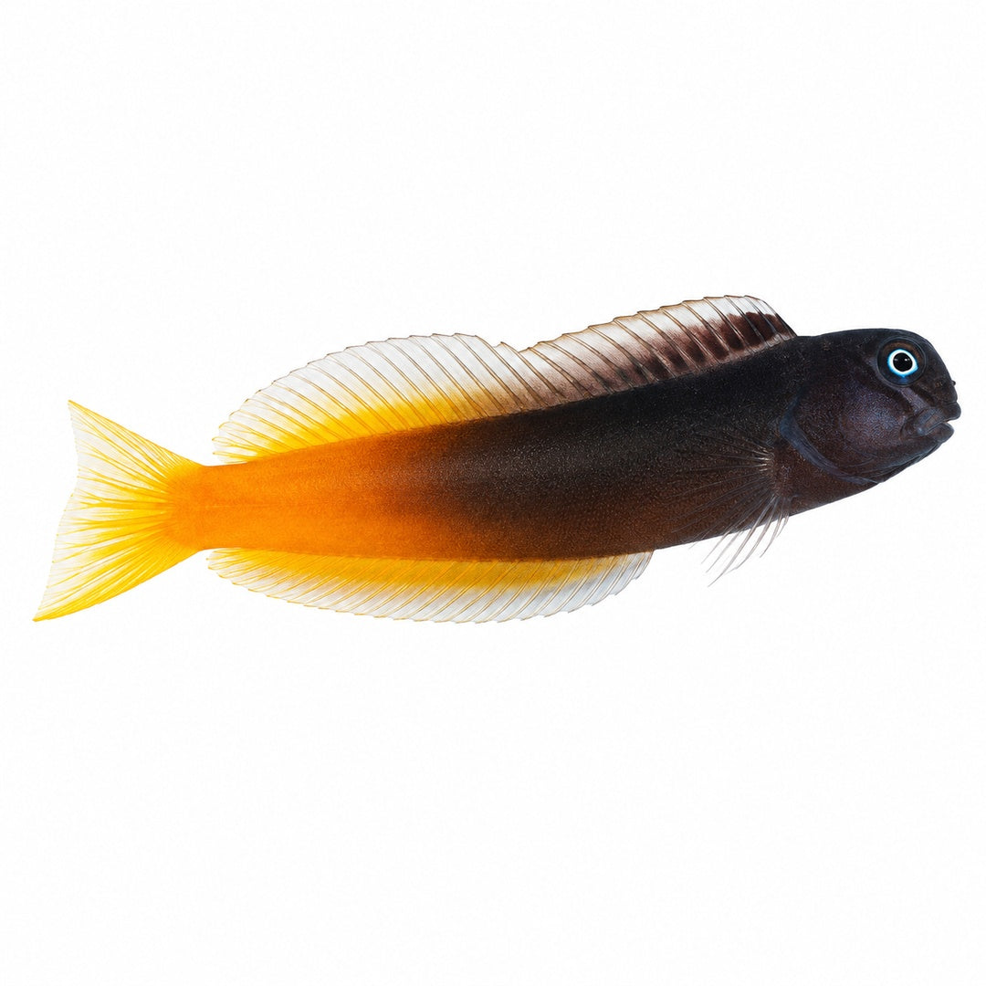 Bicolor Blenny