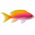 Bimaculatus Anthias