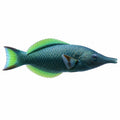 Bird Wrasse
