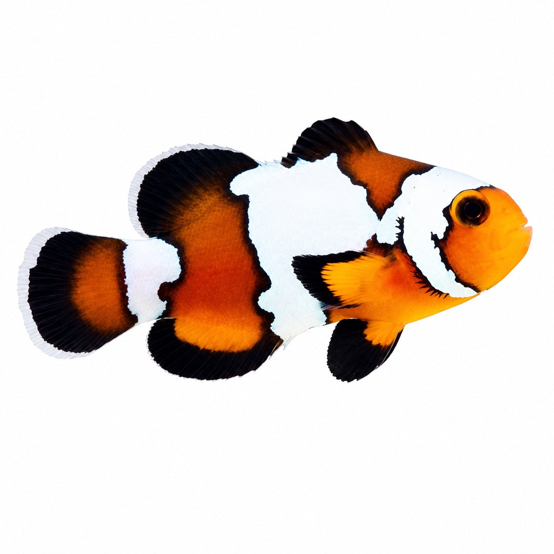 Black Ice Ocellaris Clownfish