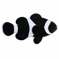 Black Ocellaris Clownfish