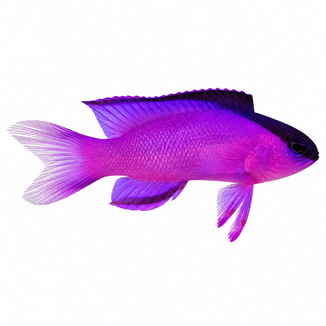 Blackcap Basslet
