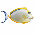 Blonde Naso Tang