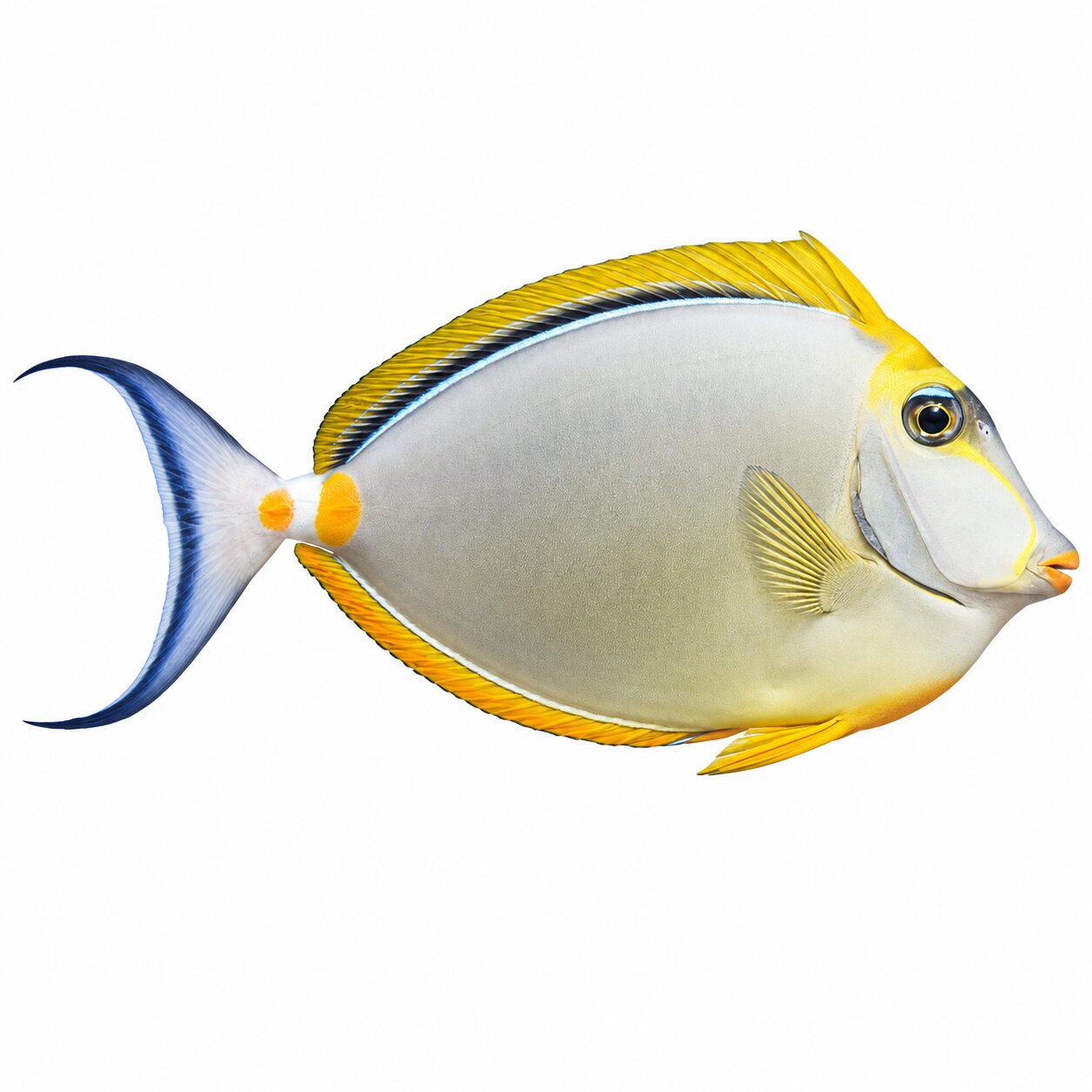 Blonde Naso Tang