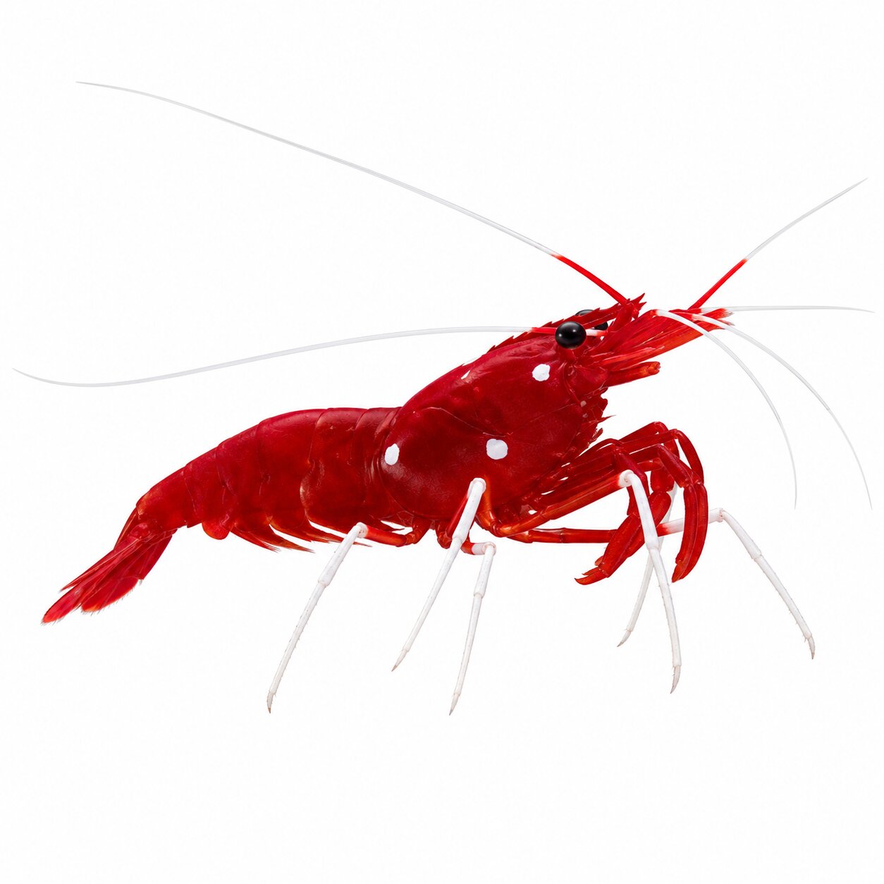 Blood Red Fire Shrimp
