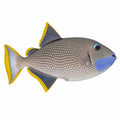 Blue Throat Triggerfish