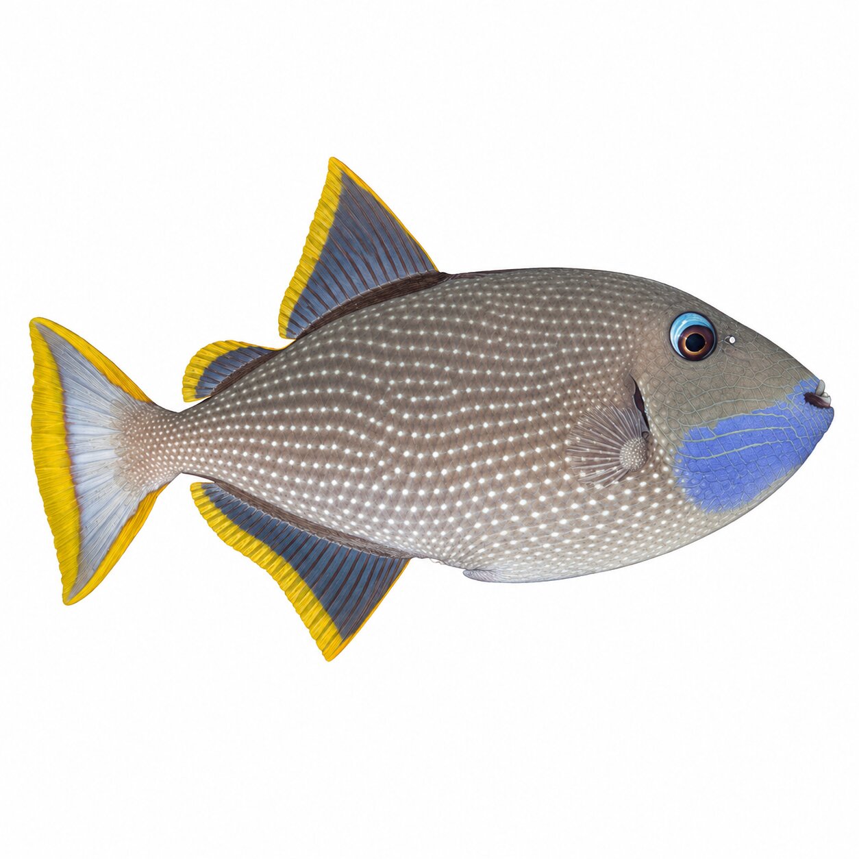 Blue Throat Triggerfish