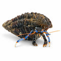 Blue Reef Hermit Crab