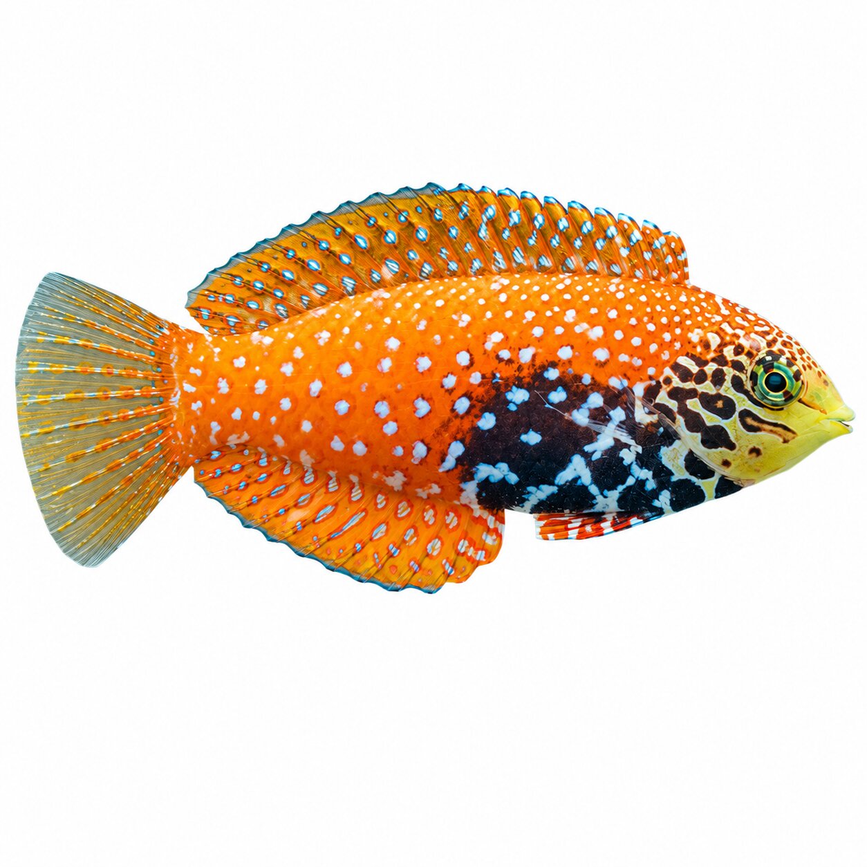 Blue Star Leopard Wrasse