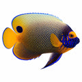 Blueface Angelfish