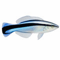 Bluestreak Cleaner Wrasse