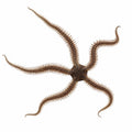 Brittle Starfish