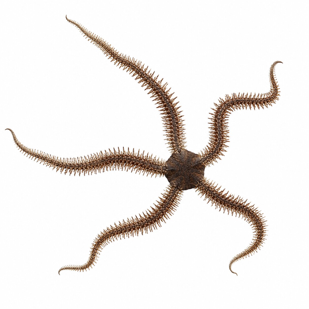 Brittle Starfish