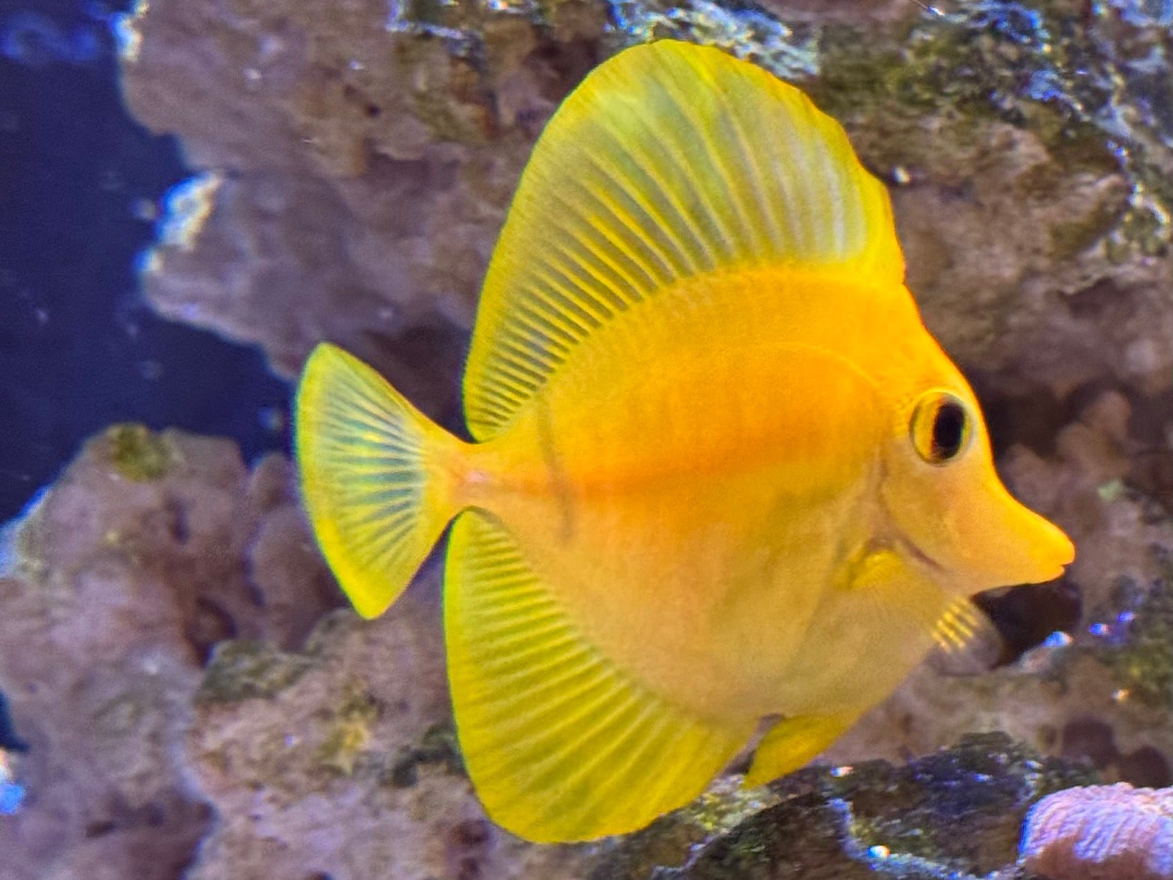 Colorful fish with a white background