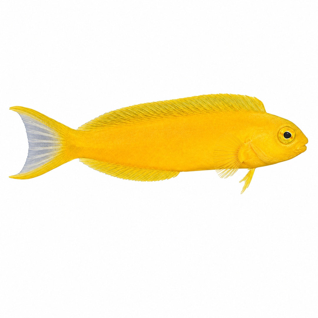 Canary Blenny