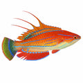 Carpenter's Flasher Wrasse