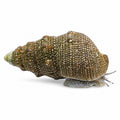 Cerith Snail