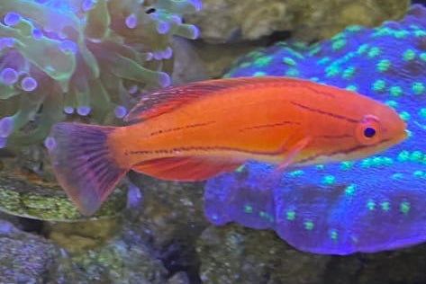 Brightly colored fish swimming near coral in an aquarium setting