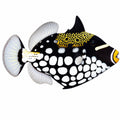 Clown Triggerfish