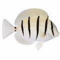 Convict Tang
