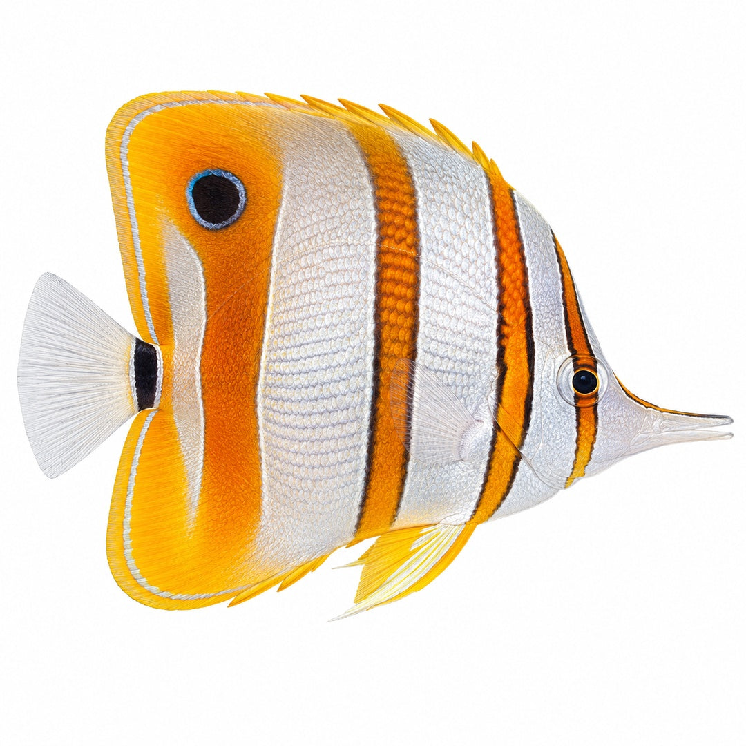 Copperband Butterflyfish