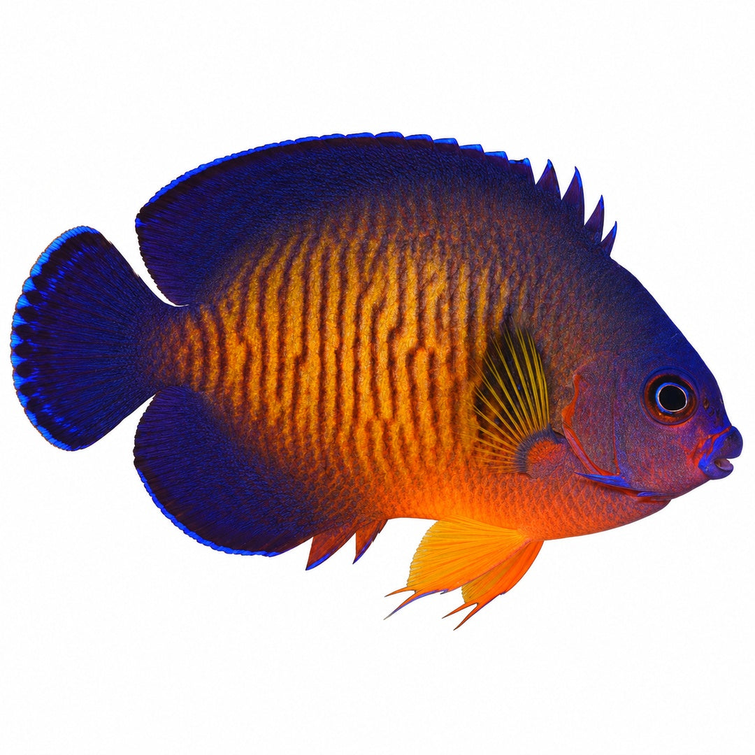 Coral Beauty Angelfish
