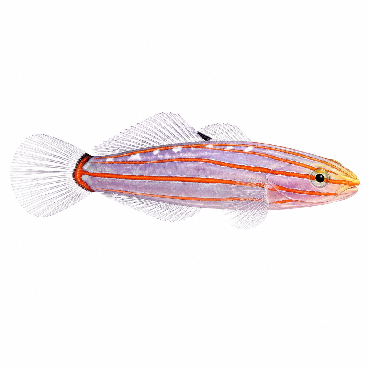 Court Jester Goby