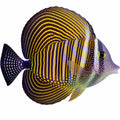 Desjardini Sailfin Tang