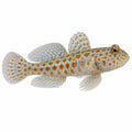 Diamond Watchman Goby