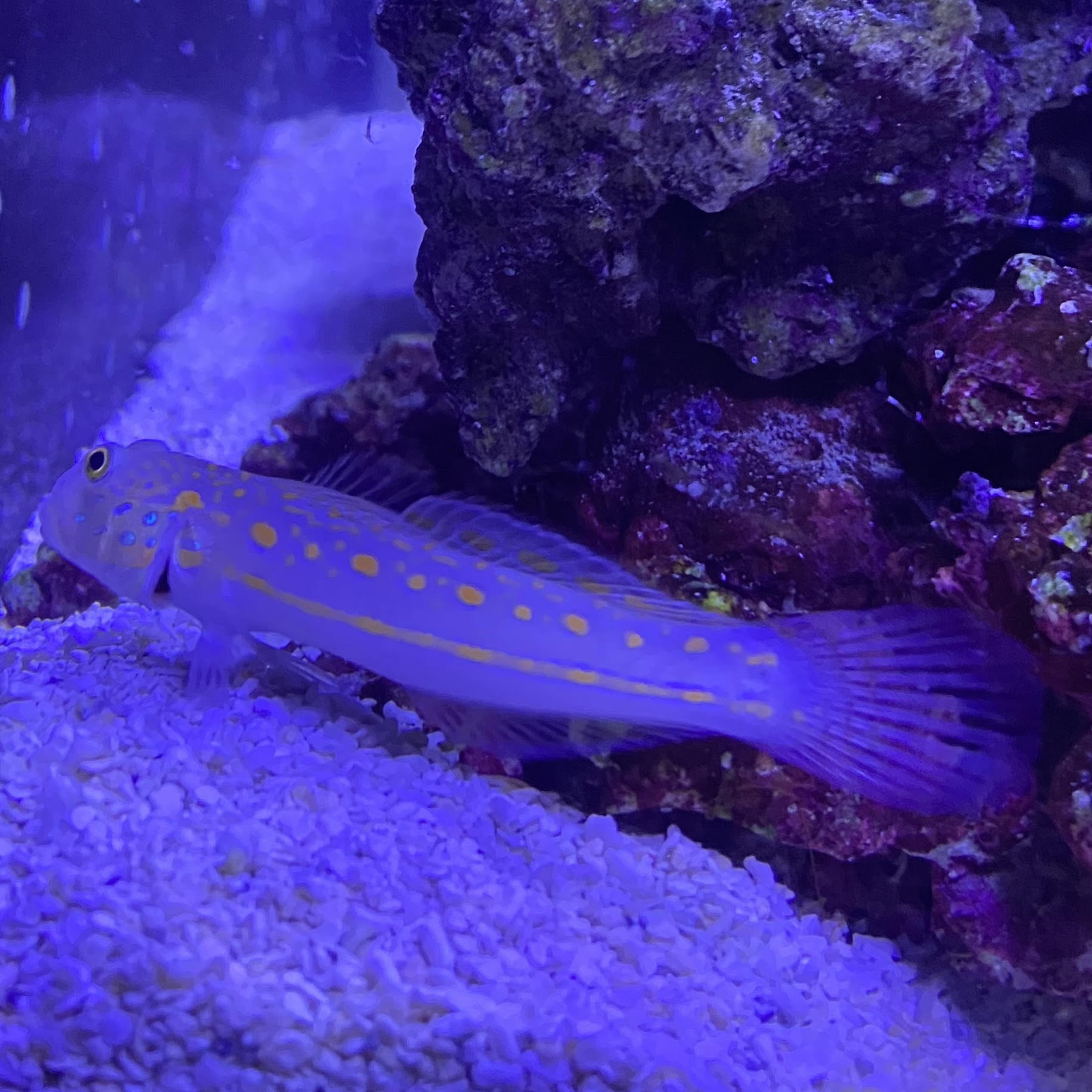 Fish with yellow spots in an aquarium setting with rocks and gravel.