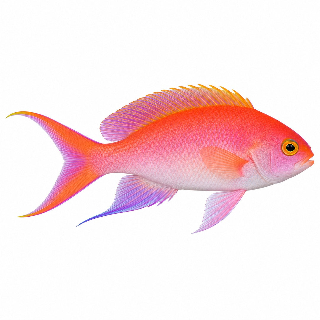 Dispar Anthias