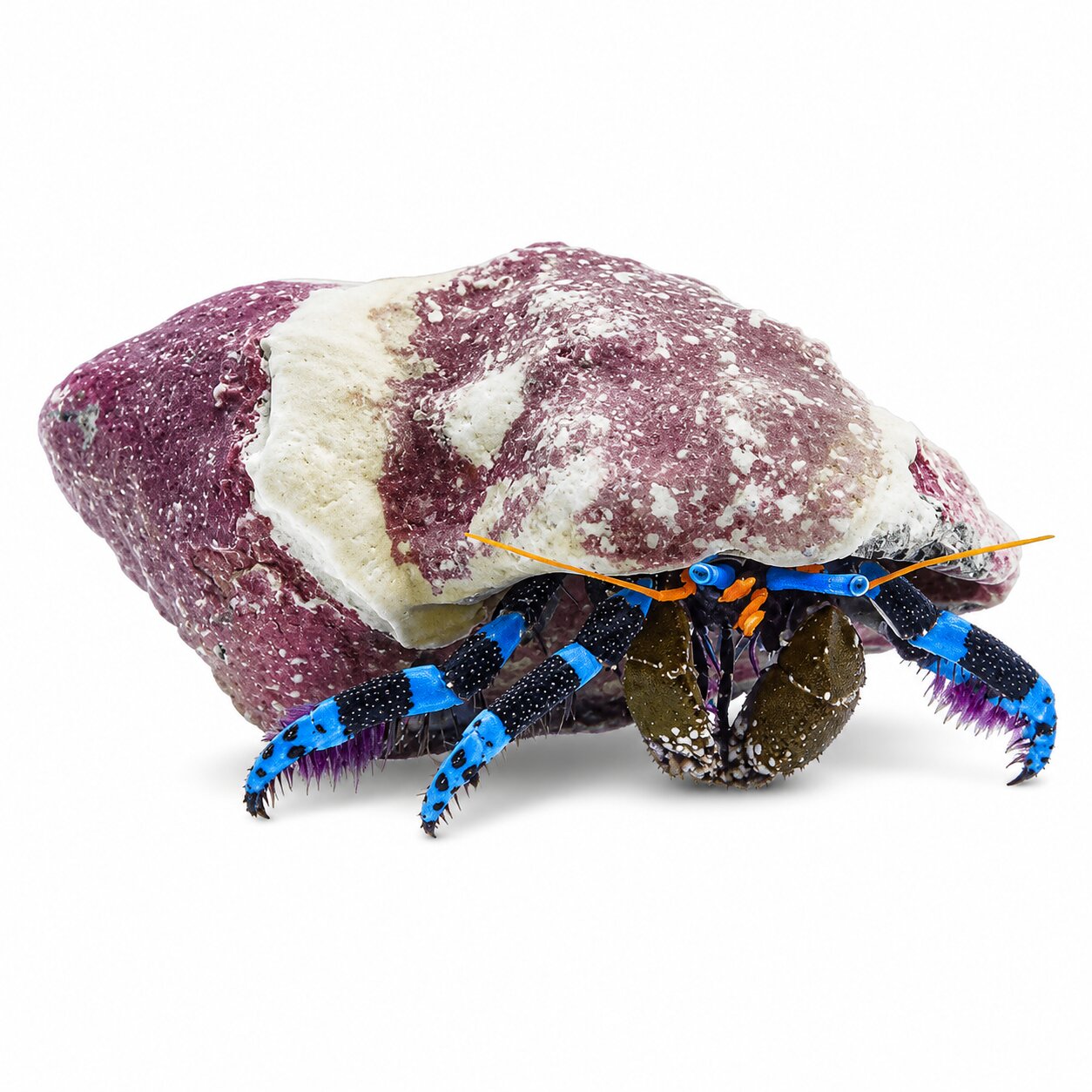 Electric Blue Hermit Crab