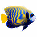 Emperor Angelfish