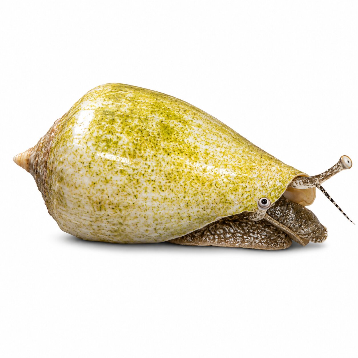Fighting Conch
