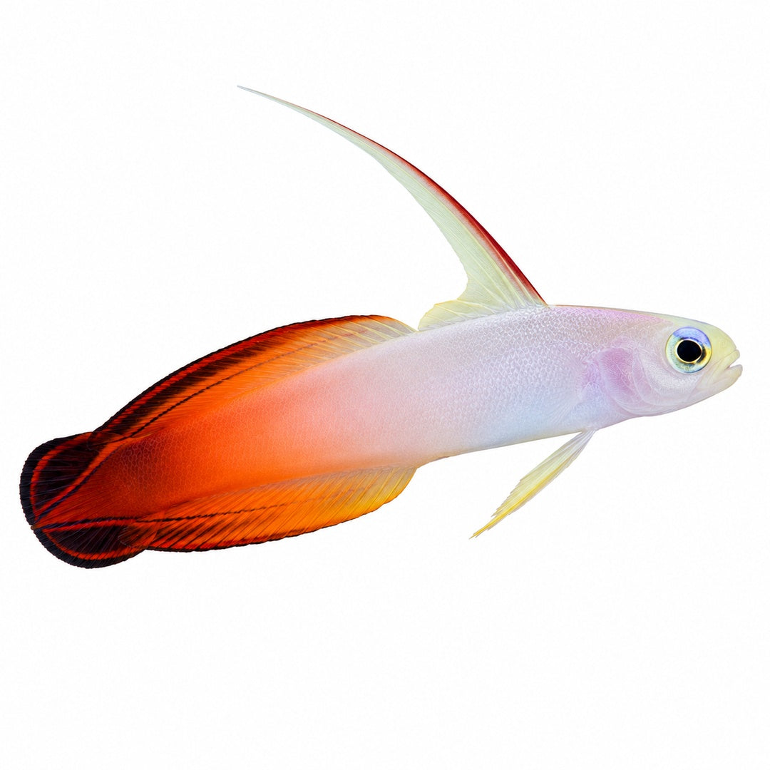 Firefish