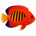 Flame Angelfish