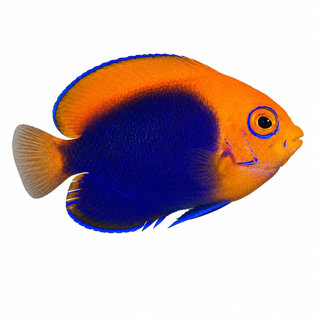 Flameback (African) Angelfish