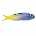Forktail Blenny