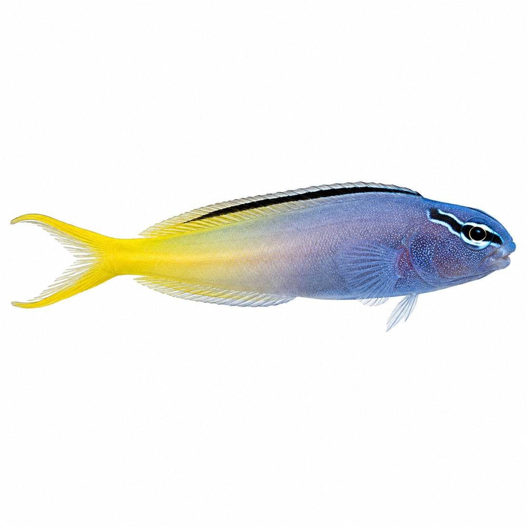 Forktail Blenny