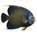 French Angelfish