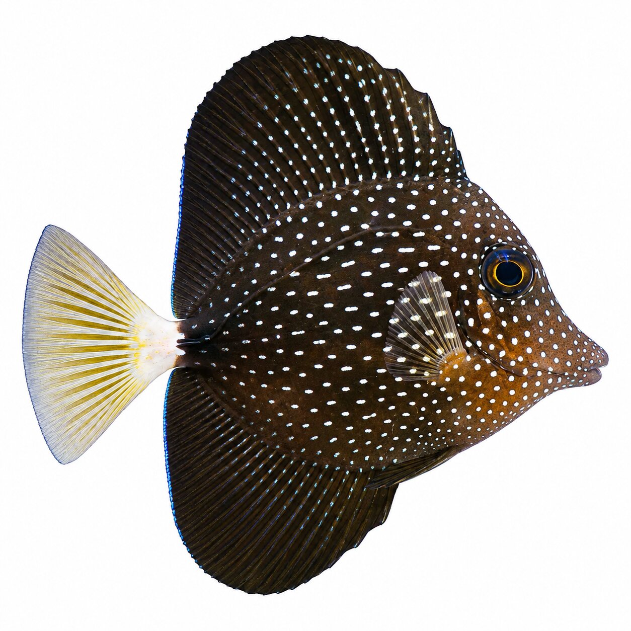 Gem Tang