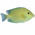 Gold Spotted Rabbitfish